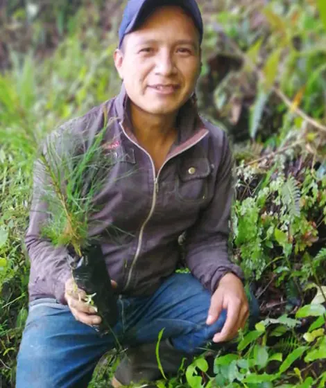 Siembra de un pino en la reforestación